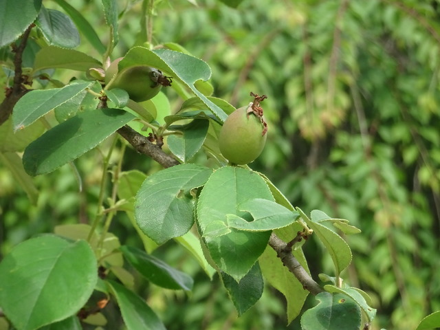 花梨　実　出来たて　日本庭園 (3)