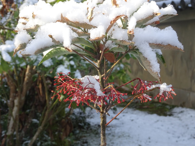 紅万両　実無し雪帽子 (2)