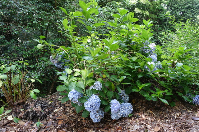 紫陽花　散髪　前　谷崖
