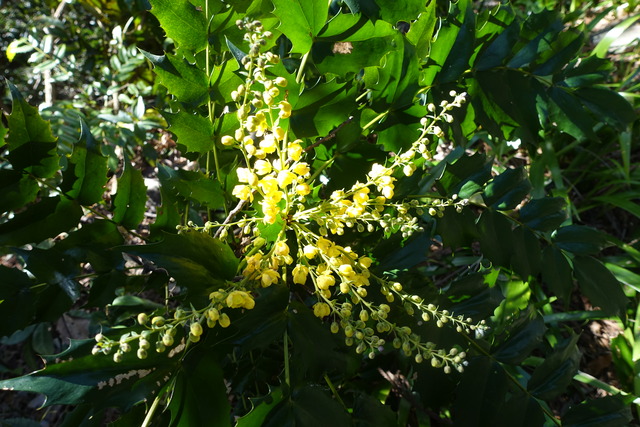 柊南天　花　黄色 (1)