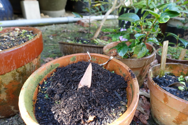 武蔵あぶみ　新芽　鉢 (1)