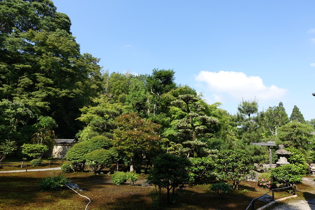 庭から木々・そら (1)