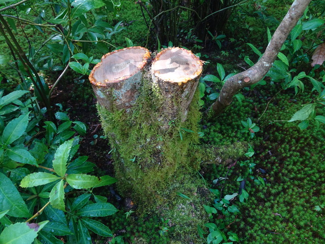 剪定した木の幹 (4)