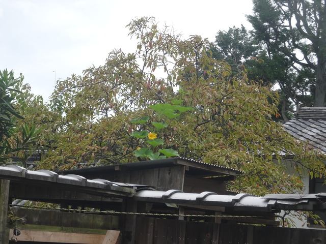 カボチャ　最後の努力 (1)