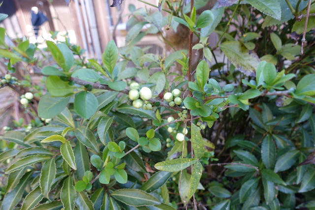 ボケ　白　椿 膨らみ(3)