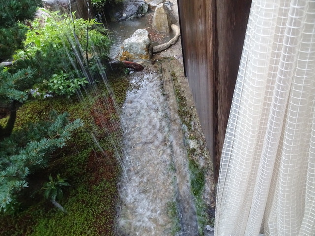 大雨　庭 (11)