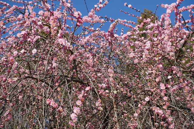 梅　垂れ梅紅　日本庭園満開 (7)