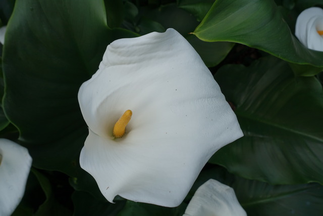 カラー　個性 (5)