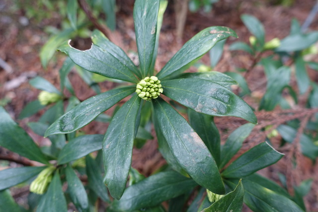 沈丁花　白　開花直前 (3)