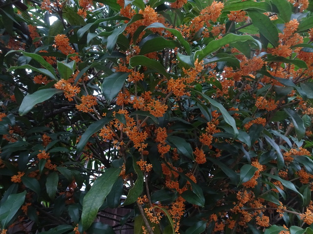 金木犀　満開　2410 (2)