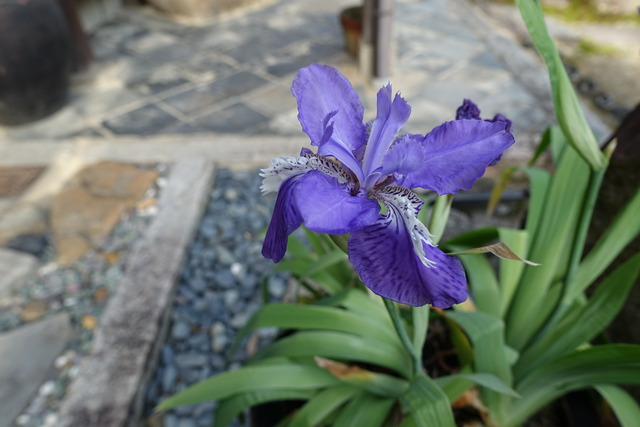 イチハツ　花　アップ (3)