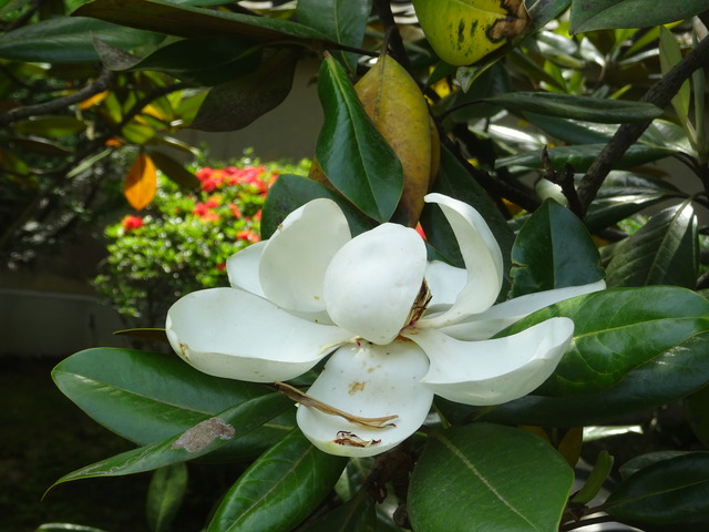 タイサンボク　花・蕾　白 (6)
