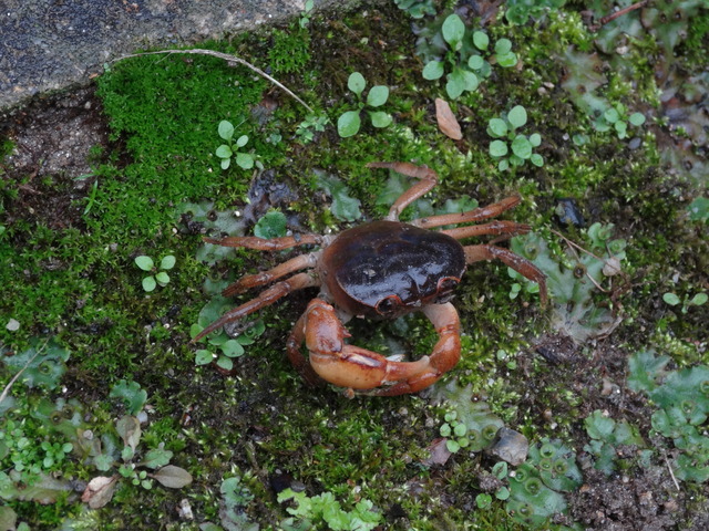 川　カニ（於庭） (3)