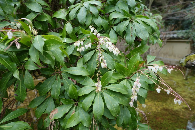あせび（馬酔木）　庭　花 (3)
