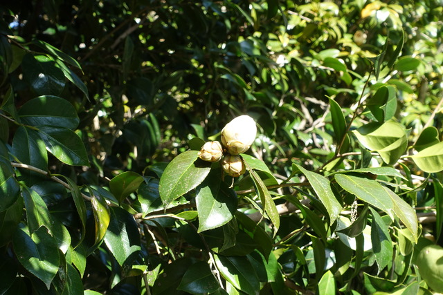 椿　白　花・蕾　日本庭園 (2)