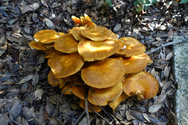 キノコ　自然樹園　241110 (5)