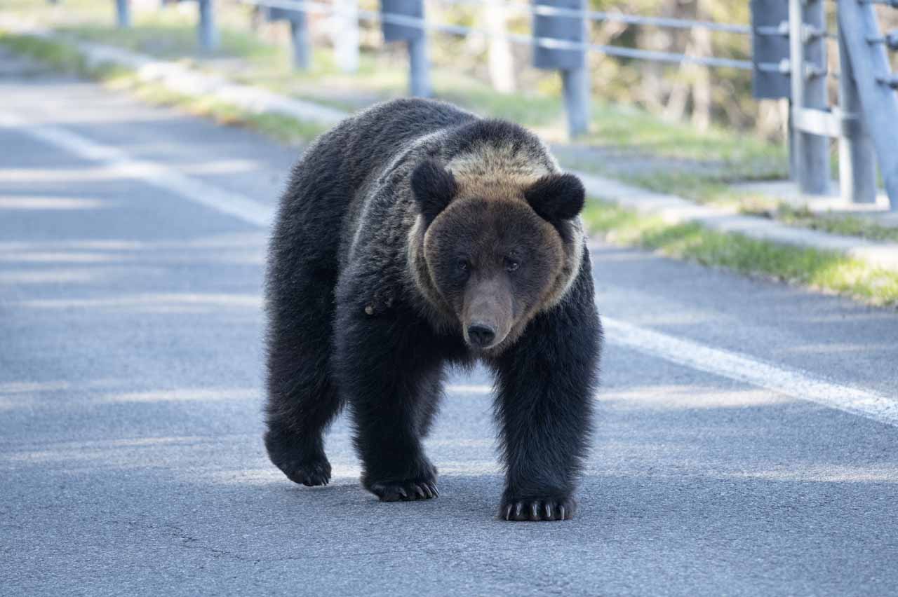 NHK「きょうの健康」　異例の内容「クマから命を守る！」に衝撃広がる「ネタかと」「恐ろしい時代」「顔面の骨砕けてるCTまじで怖い」