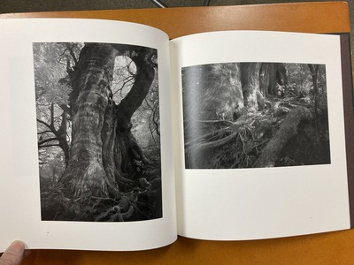 荒井信雄写真集 『幻影 原生林—屋久島』3