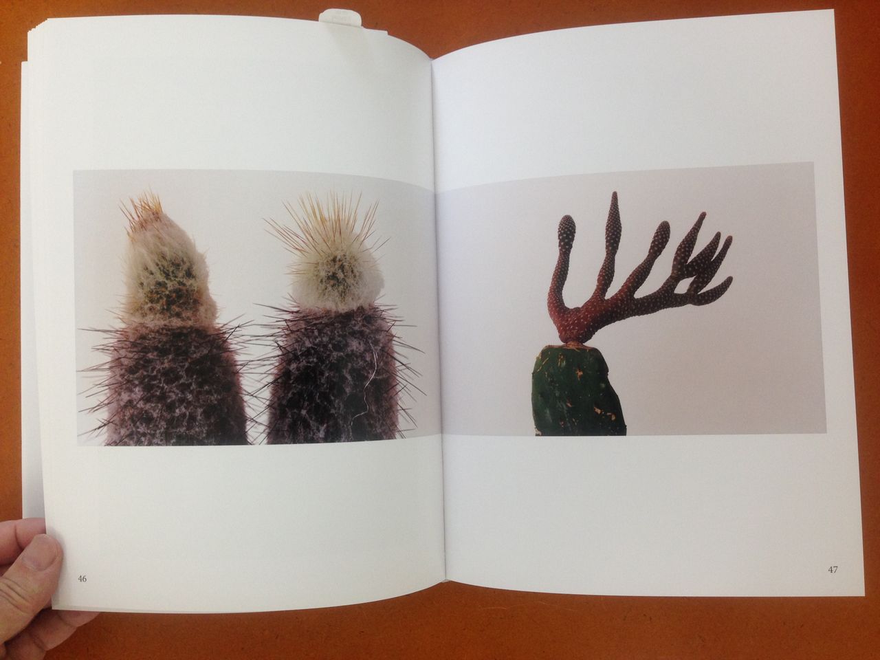 石内都 写真集 sa・bo・ten / 叢 石内都 「時のかたち - sa・bo・ten