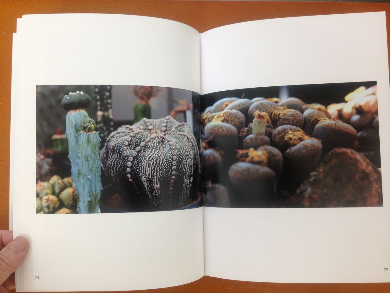 【中古】石内都 写真集 sa・bo・ten / 叢 石内都 写真集 sa・bo・ten / 叢 石内都 「時のかたち - sa・