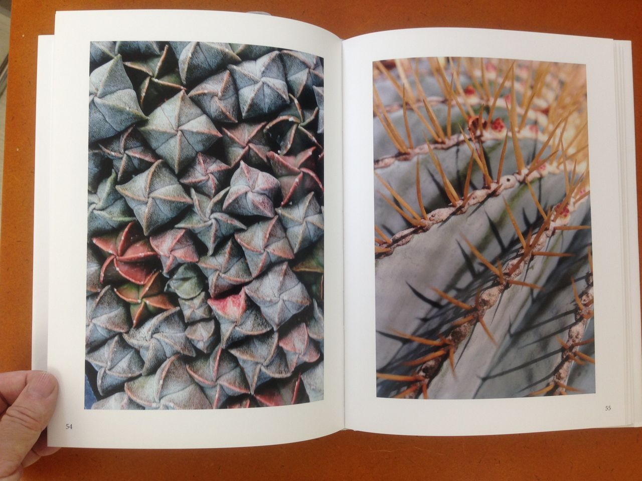 石内都 写真集 sa・bo・ten / 叢 石内都 「時のかたち - sa・bo・ten