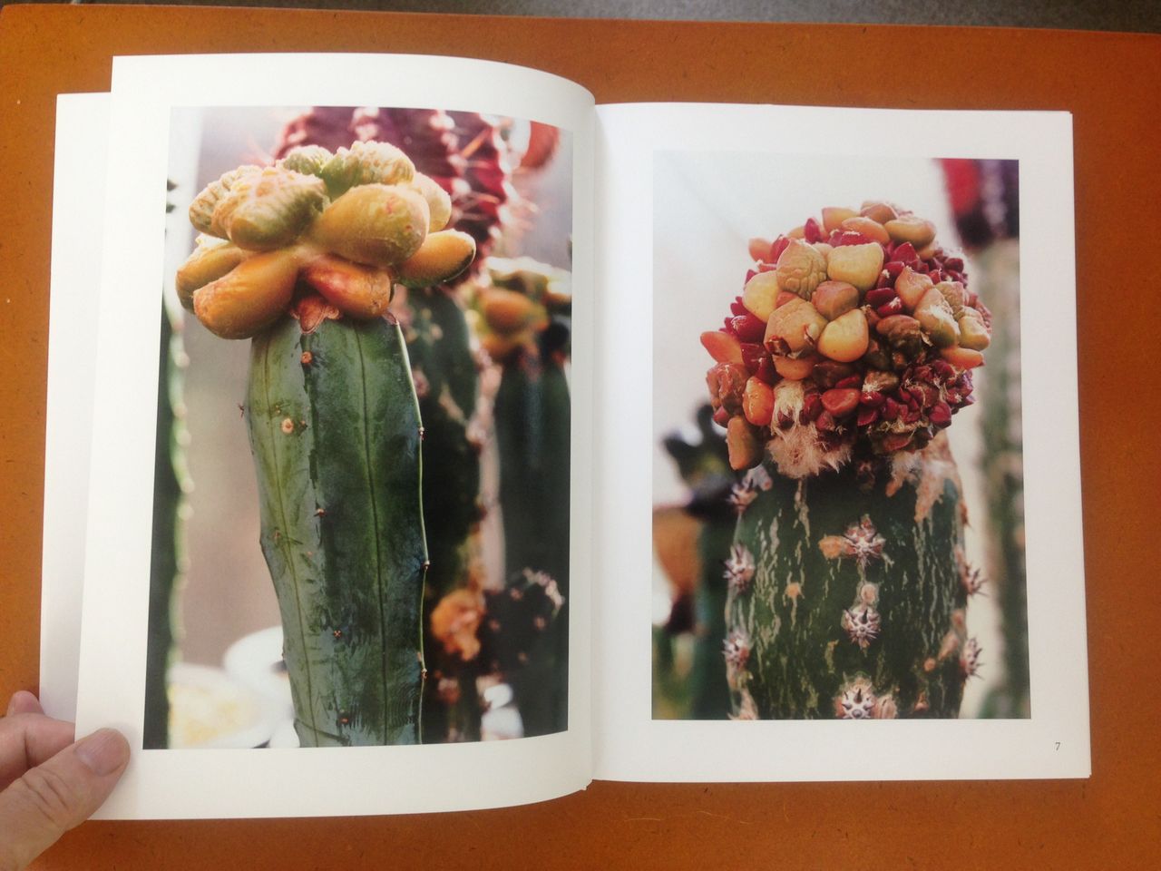 石内都 写真集 sa・bo・ten / 叢 石内都 「時のかたち - sa・bo・ten