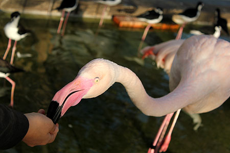 掛川花鳥園 2 Sola Journal B版