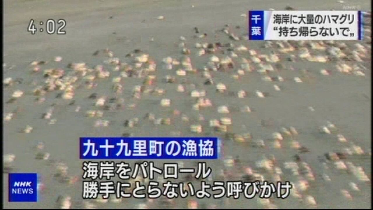 打ち上げ ハマグリ