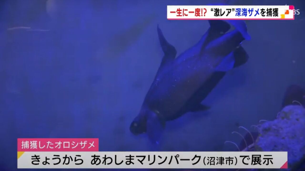 ３１１世界的にも珍しいオロシザメが駿河湾底引き網漁で捕獲 目指せ5000w サルでもできるdiyソーラー サルにはできない地震予知