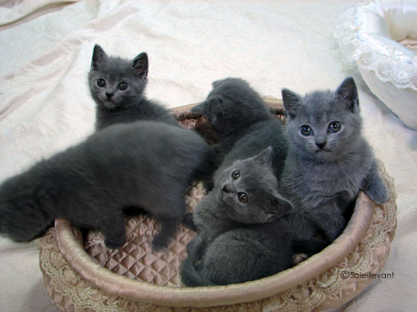 ウラニーの子猫達 シャルトリュー Cattery Soleillevant