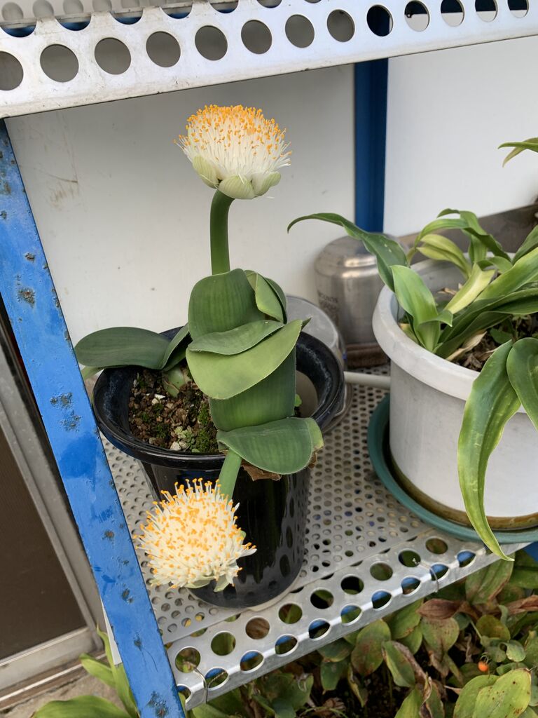 もう昼て 長いよ 鼻から猫の毛