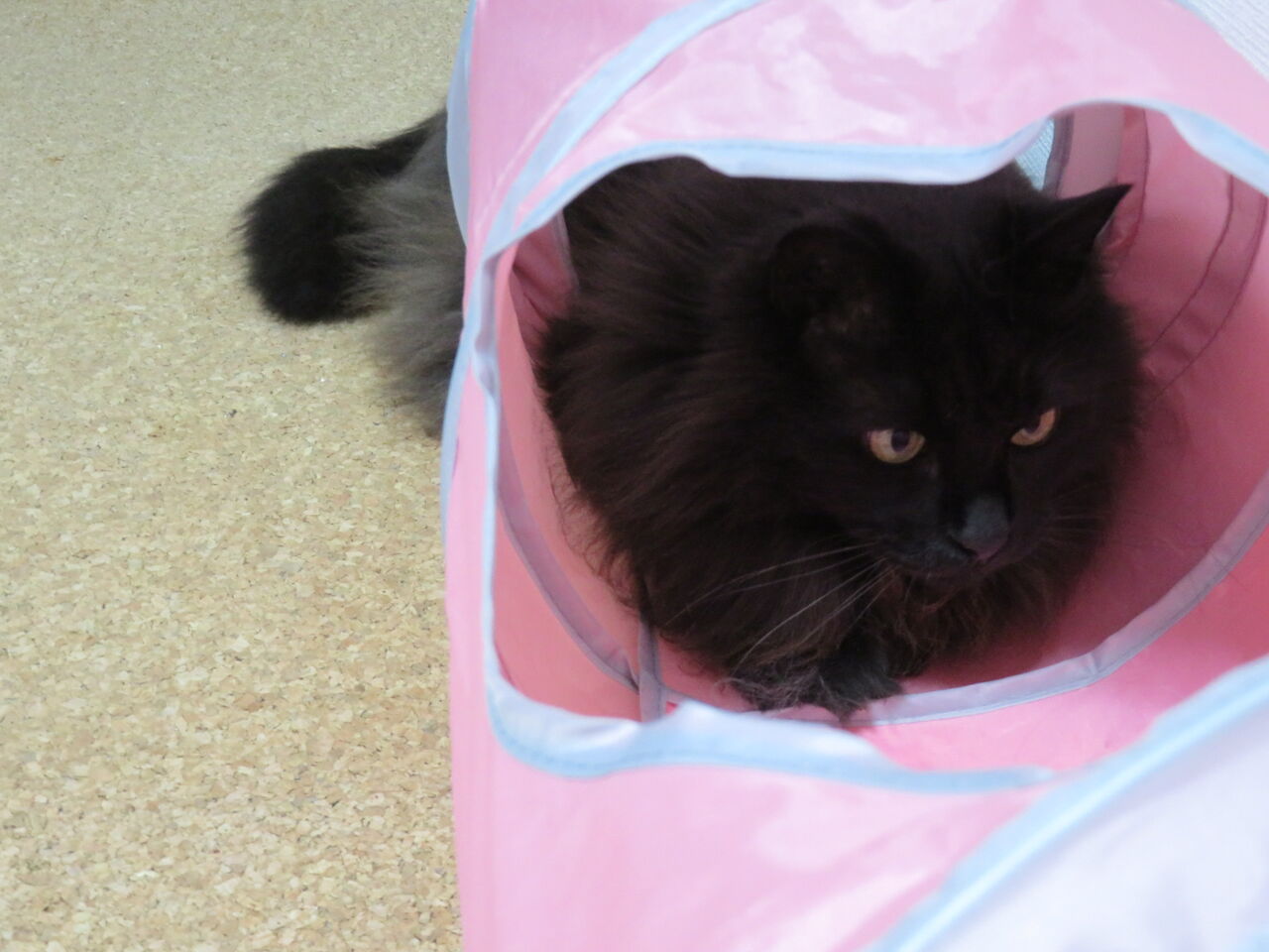 久方ぶりの : 鼻から猫の毛