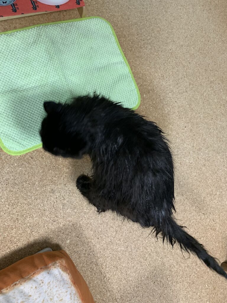 この季節 鼻から猫の毛