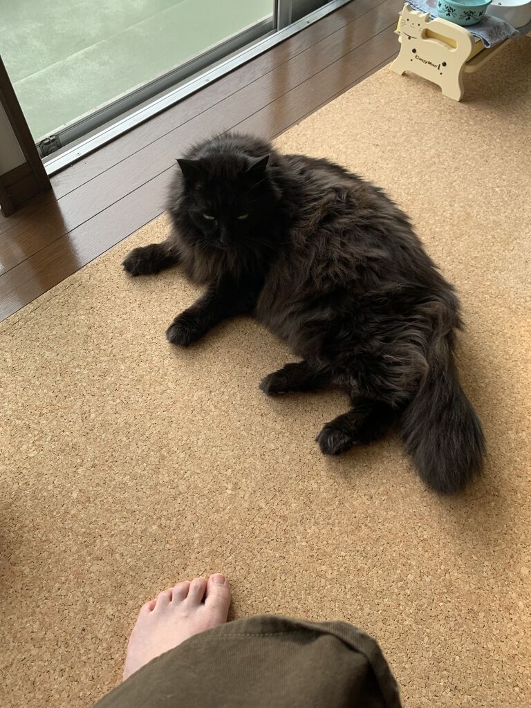 鼻から猫の毛 鼻から猫の毛