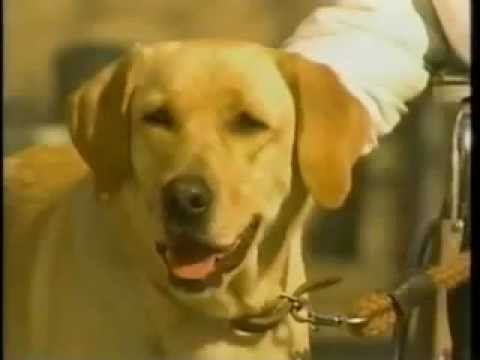 向井荒太の動物日記 愛犬ロシナンテの災難 Tsuyoshi Domoto 堂本剛さん その軌跡 向井荒太の動物日記 愛犬ロシナンテの災難 Tsuyoshi Domoto 堂本剛さん その軌跡