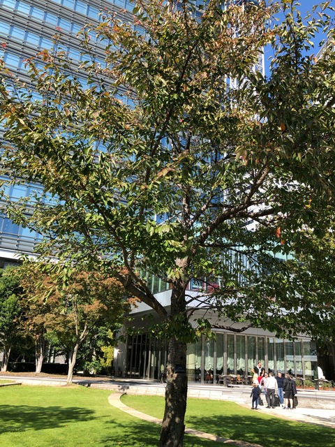 20191110剛桜 (2)