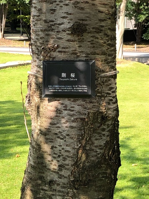 20191110剛桜 (1)