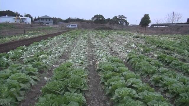 【鬼畜の所業】収穫前の白菜５００個盗まれる