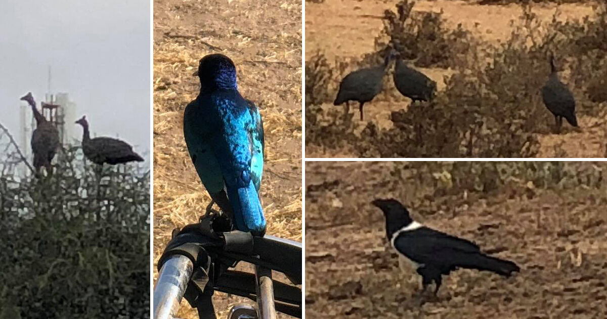 マサイ族の戦士が送ってきた野鳥の写真を「Googleレンズ」で調べてみた結果… / マサイ通信：第399回