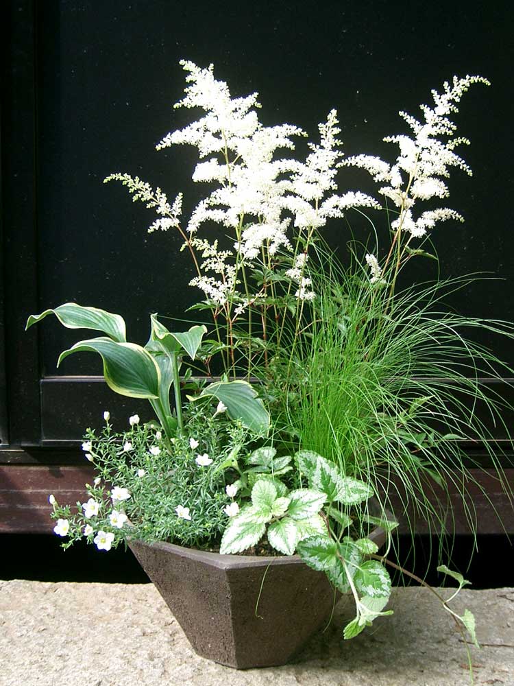 7月寄せ植え教室のご案内 及び 6月 涼の宿根草の寄せ植え : ソーマ