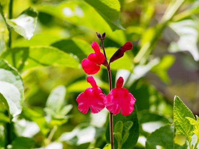 チェリーセージの育て方 管理方法 サクランボのような芳香の葉が特徴のハーブ Soma Green S Garden 相馬グリーンのお庭