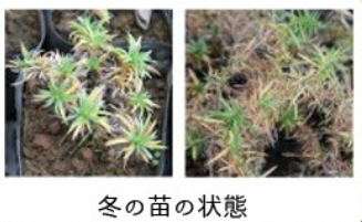 芝桜 シバザクラ の育て方 管理方法 寒暑や乾燥に強いグランドカバー Soma Green S Garden 相馬グリーンのお庭 芝桜 シバザクラ の育て方 管理方法 寒暑や乾燥に強いグランドカバー Soma Green S Garden 相馬グリーンのお庭