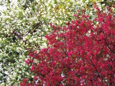 トキワマンサクの育て方 管理方法 リボンのような花が美しい常緑樹 Soma Green S Garden 相馬グリーンのお庭