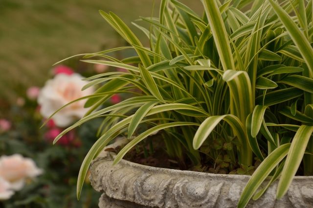 オリヅルランの育て方 管理方法 涼しげな細長い葉を茂らせる丈夫な観葉植物 Soma Green S Garden 相馬グリーンのお庭