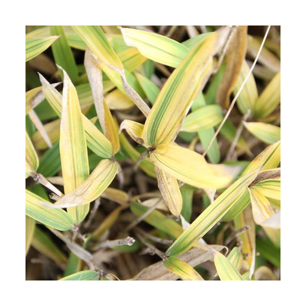 カムロザサの育て方 管理方法 黄金色に輝く風流な笹 Soma Green S Garden 相馬グリーンのお庭