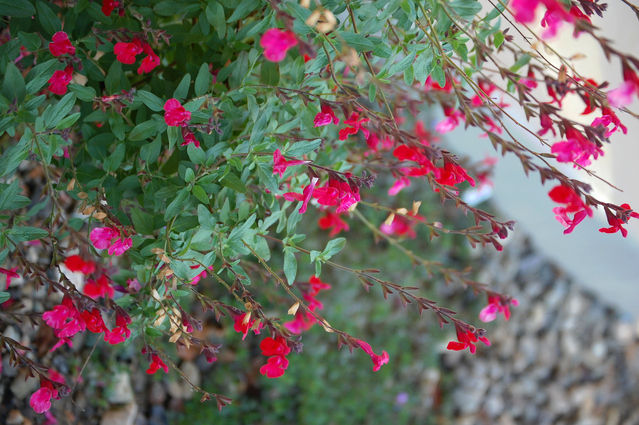 チェリーセージの育て方 管理方法 サクランボのような芳香の葉が特徴のハーブ Soma Green S Garden 相馬グリーンのお庭