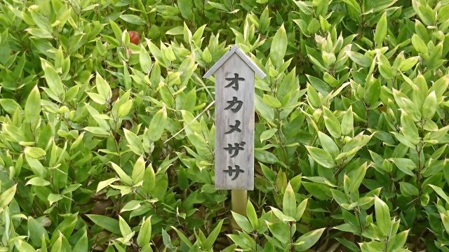 オカメザサの育て方 管理方法 趣のある和の植物 Soma Green S Garden 相馬グリーンのお庭 オカメザサの育て方 管理方法 趣のある和の植物 Soma Green S Garden 相馬グリーンのお庭