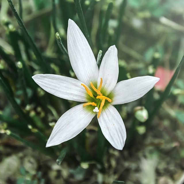 タマスダレ ゼフィランサス の育て方 管理方法 夏 秋咲きの丈夫な球根植物 Soma Green S Garden 相馬グリーンのお庭 タマスダレ ゼフィランサス の育て方 管理方法 夏 秋咲きの丈夫な球根植物 Soma Green S Garden 相馬グリーンのお庭