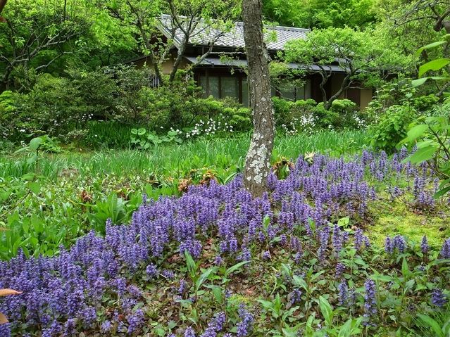 アジュガの育て方 管理方法 スラッとした姿が魅力的な多年草 Soma Green S Garden 相馬グリーンのお庭