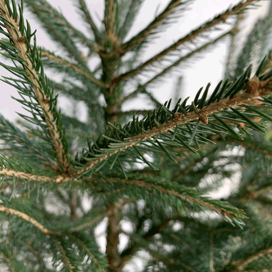 ドイツトウヒの育て方 管理方法 モミの木の仲間で クリスマスツリーとしても利用される常緑樹 Soma Green S Garden 相馬グリーンのお庭